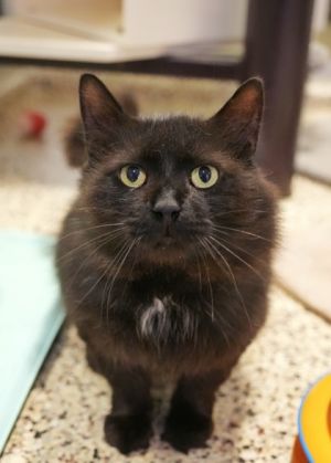 Kendallwood is a talkative affectionate guy who loves attention and playtime Hes confident and fu