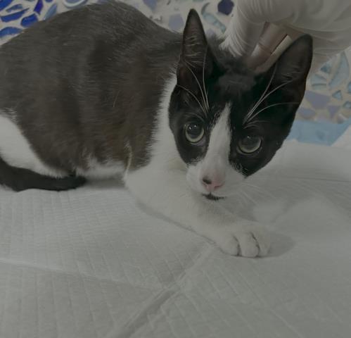 GRETA