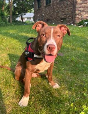 REDWOOD, Young Male Pit Bull Terrier