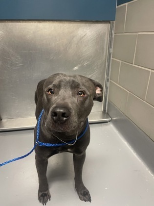 Odin