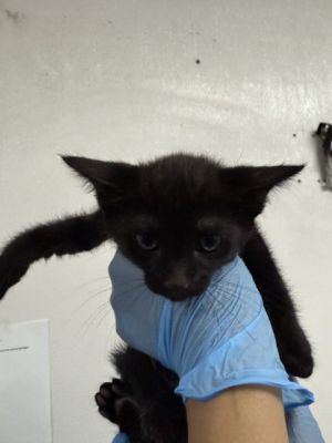 A578768, Baby Male Domestic Short Hair