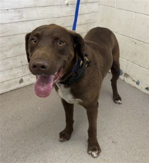 ZANDER, Young Male Labrador Retriever