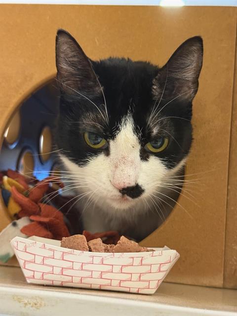 TOMATILLO, an adoptable Domestic Short Hair in South Lake Tahoe, CA, 96150 | Photo Image 1