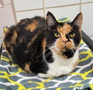 GINGERBREAD, Adult Female unknown