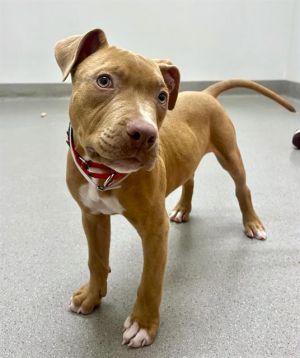 Meet Pork Bun This doughy delight just rolled onto the adoption floor and we think hes quite the s