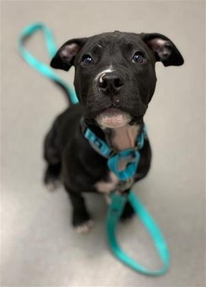 Hes not from Andor but this pup is hoping to travel the galaxies with a lucky adopter Cassian is 