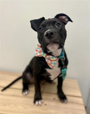 Hes not from Andor but this pup is hoping to travel the galaxies with a lucky adopter Cassian is 