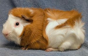 BEAR, Adult Male Guinea Pig