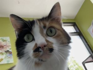 BELLADONA Domestic Short Hair Cat