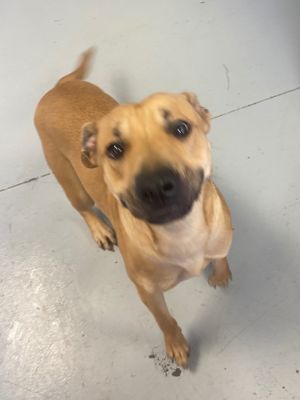 Dusty, Young Female Pit Bull Terrier