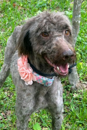Dallas MGO in MS, Young Female Australian Shepherd