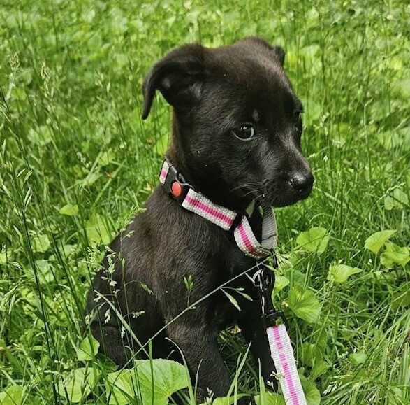 Baby Shadow