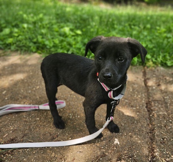 Baby Shadow