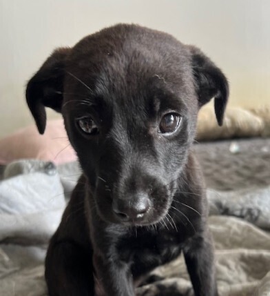 Baby Shadow