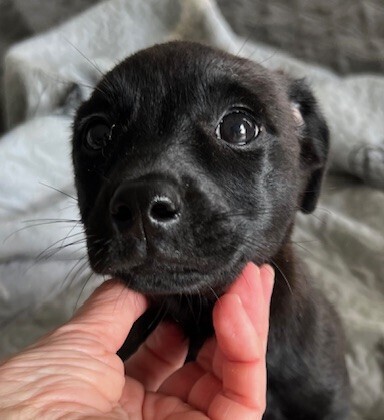 Baby Shadow