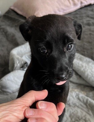 Baby Shadow