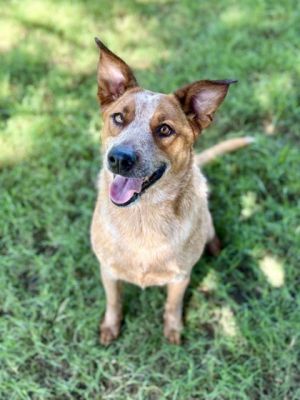 Angel Marie, Adult Female Fox Terrier
