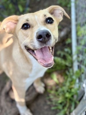 Missy, Young Female Carolina Dog