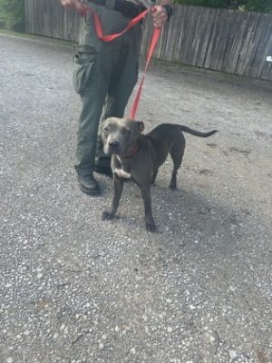 Hippo, Adult Female Pit Bull Terrier