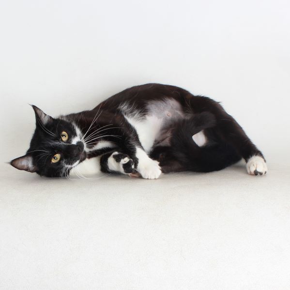 Yelena, an adoptable Domestic Short Hair in Redding, CA, 96099 | Photo Image 1