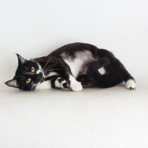 Yelena, Adult Female Domestic Short Hair
