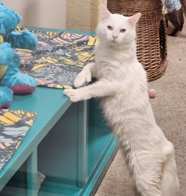 Dr. Cottonballs, an adoptable Domestic Long Hair in Redding, CA, 96099 | Photo Image 1