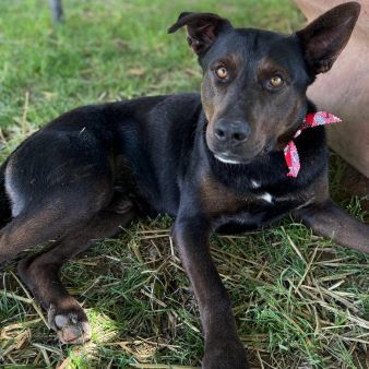 Giovanni, an adoptable Rottweiler in Redding, CA, 96099 | Photo Image 3