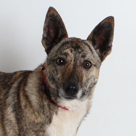 Tessie, an adoptable Cattle Dog in Redding, CA, 96099 | Photo Image 1