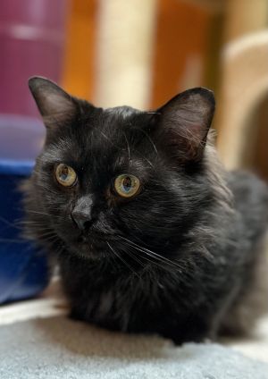 Tommy, Young Male Domestic Long Hair