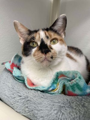 Quinn, Adult Female Domestic Short Hair
