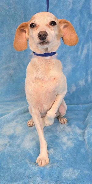 Buffalo - 3 years 9lbs Chi Mix Neutered This dog is eligible to join our foster-to-adopt program