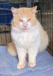 Nolan, Adult Male Domestic Medium Hair