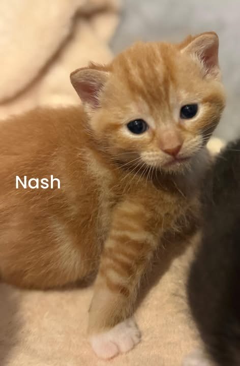NASH Kitten (m)
