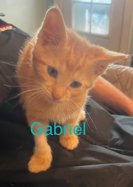GABRIEL Kitten (m)