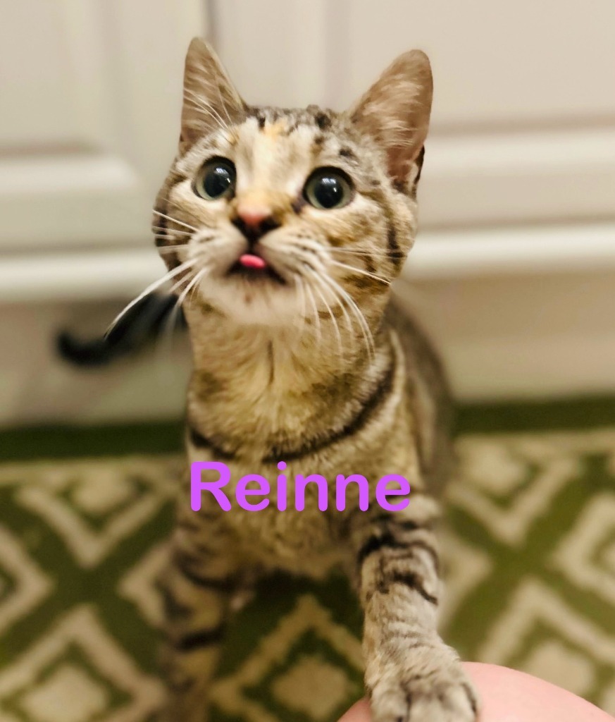 REINNE