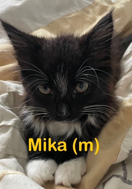 MIKA Kitten (m)