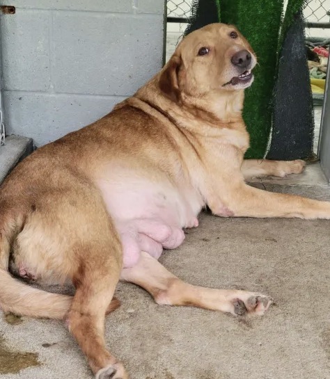 Prego