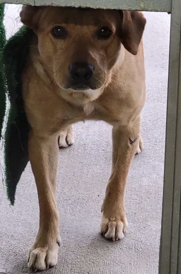 Buddy