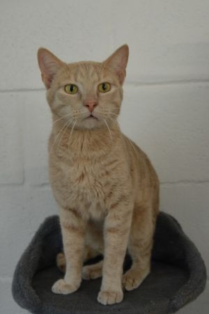 Tyler, Young Male Domestic Short Hair