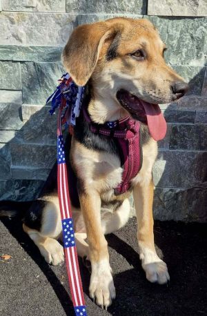 Pebbles, Baby Female Labrador Retriever