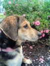 Pebbles photo 4