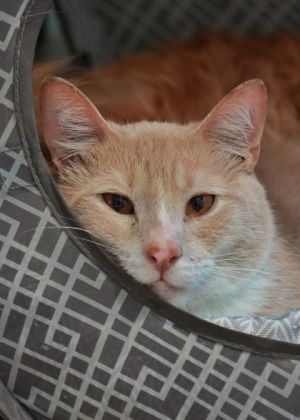 Fenix was rescued from a severe neglect case along with six other cats He arrived underweight and d