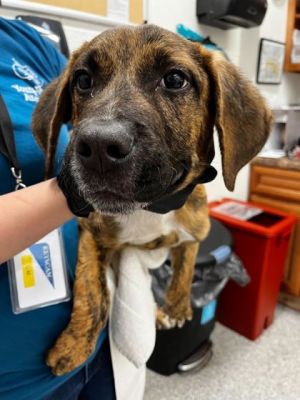 Johnathan is a spunky and fun loving pup He loves toys and treats as much as the next guy He