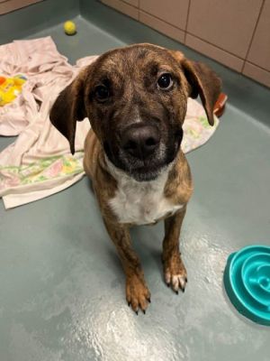 Johnathan is a spunky and fun loving pup He loves toys and treats as much as the next guy He
