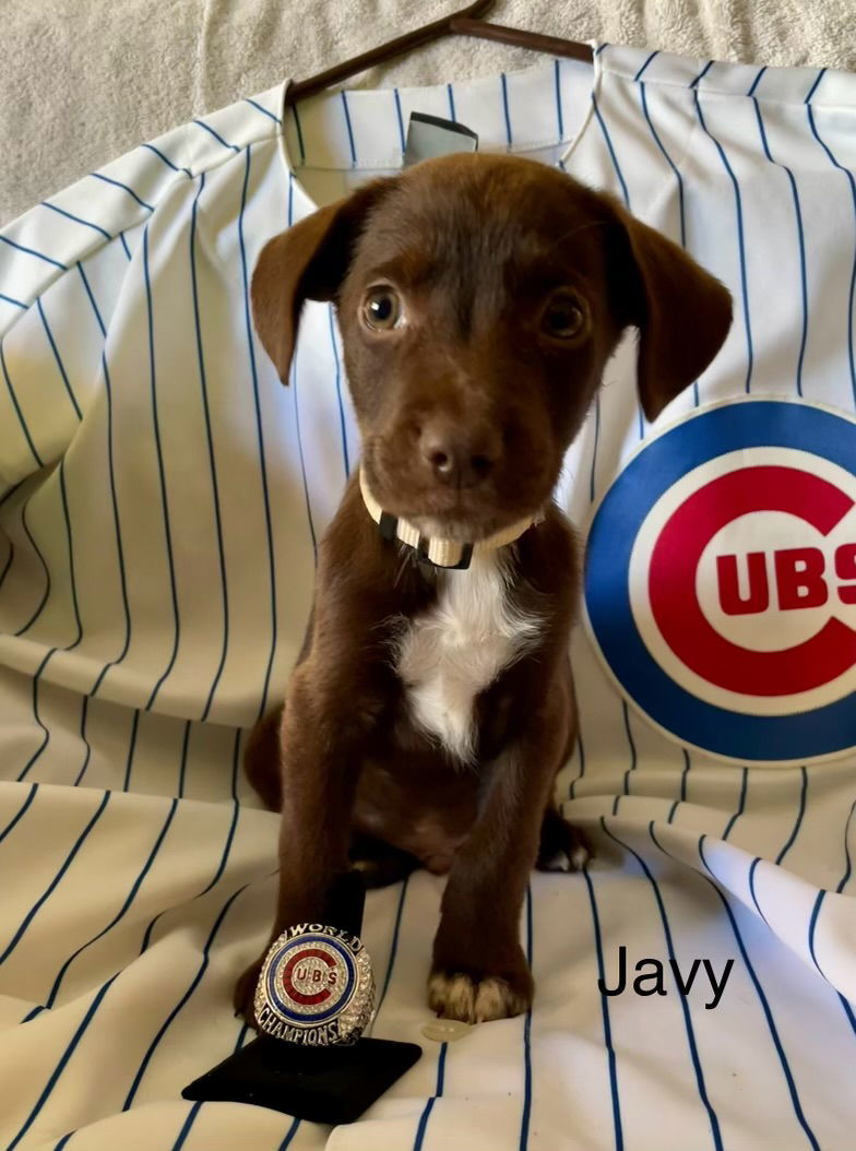 Javy