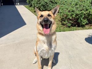 ATTICUS, Adult Male German Shepherd Dog