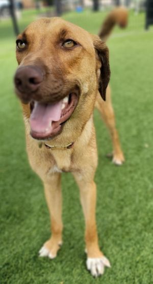 Ann, Young Female Labrador Retriever