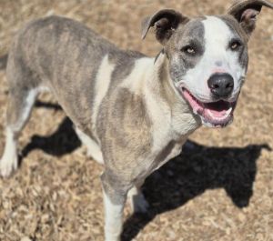 LOUIE, Young Male Pit Bull Terrier