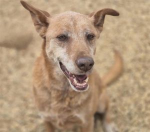 HAZEL, Adult Female German Shepherd Dog