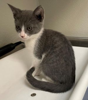 AAYLA, Baby Female Domestic Short Hair